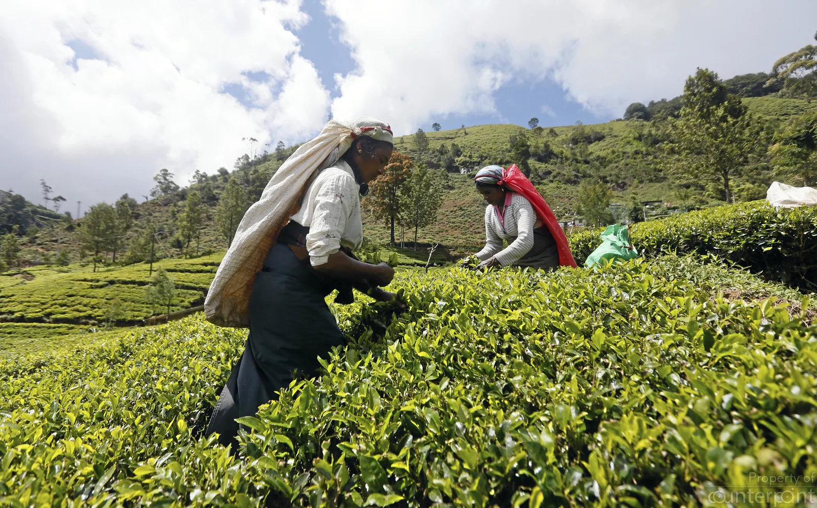 Ceylon Tea is world renown and a key foreign exchange earner. However, it is time Sri Lanka diversified into other non-traditional sectors.