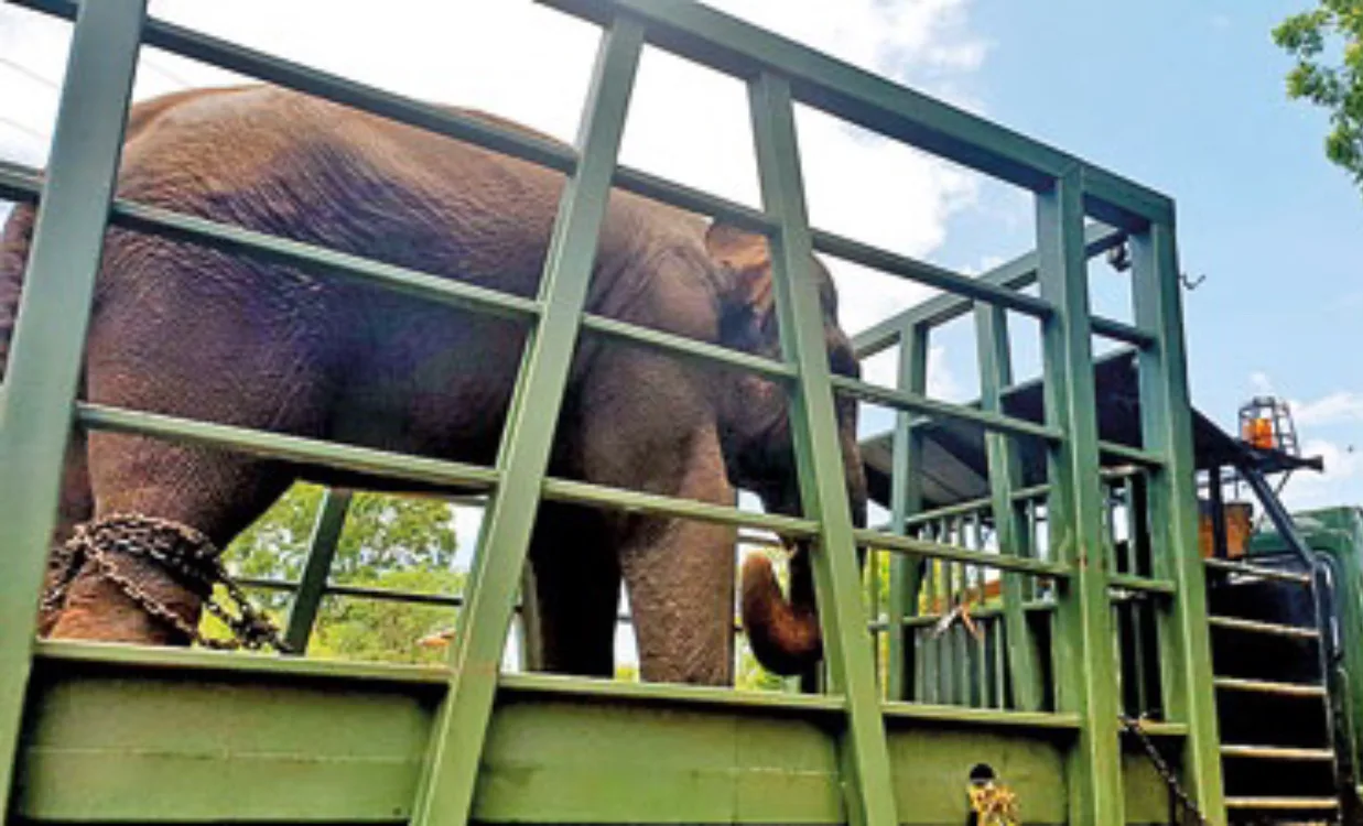 Releasing elephants to their respective claimants: Animal rights ...