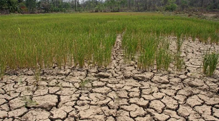 Over 37,000 acres of paddy land have been affected by the current ...